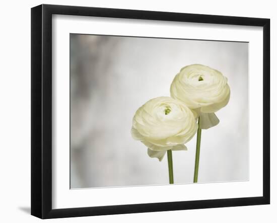 Ranunculus, Flower, Blossoms, White, Still Life-Axel Killian-Framed Photographic Print