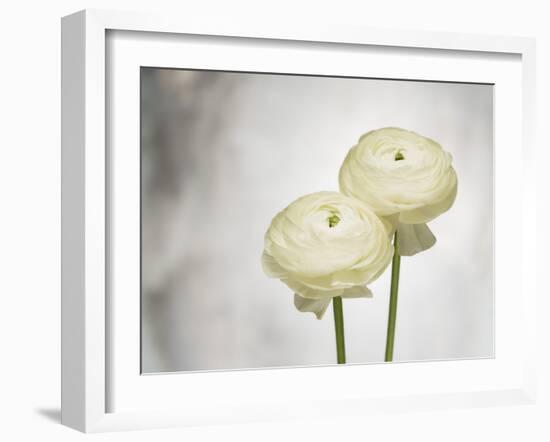 Ranunculus, Flower, Blossoms, White, Still Life-Axel Killian-Framed Photographic Print