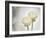 Ranunculus, Flower, Blossoms, White, Still Life-Axel Killian-Framed Photographic Print