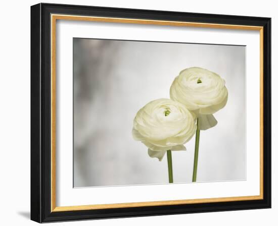 Ranunculus, Flower, Blossoms, White, Still Life-Axel Killian-Framed Photographic Print