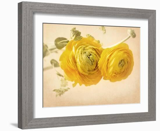 Ranunculus Flowers on Yellow Background-egal-Framed Art Print