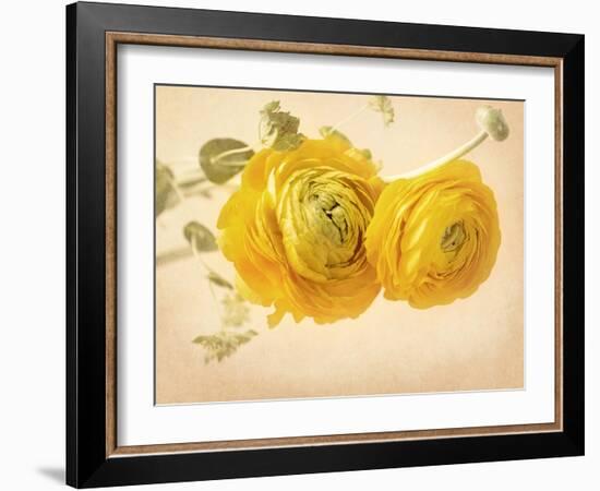 Ranunculus Flowers on Yellow Background-egal-Framed Art Print