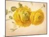 Ranunculus Flowers on Yellow Background-egal-Mounted Art Print