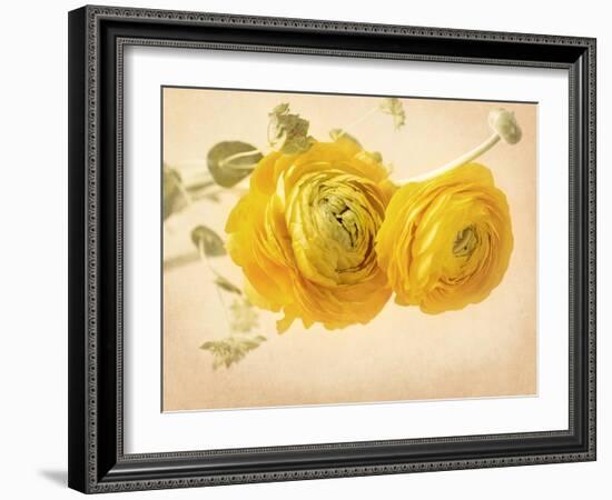 Ranunculus Flowers on Yellow Background-egal-Framed Art Print