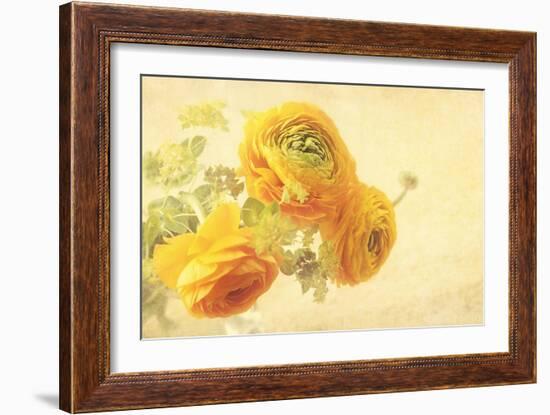 Ranunculus Flowers on Yellow Background-egal-Framed Art Print