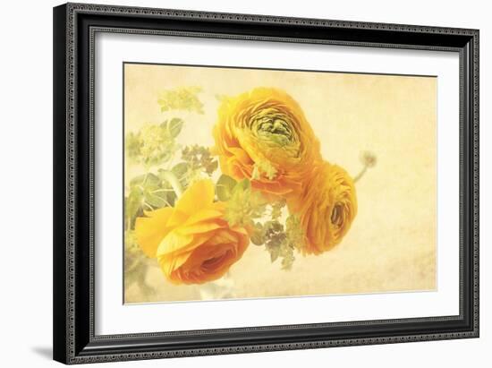 Ranunculus Flowers on Yellow Background-egal-Framed Art Print