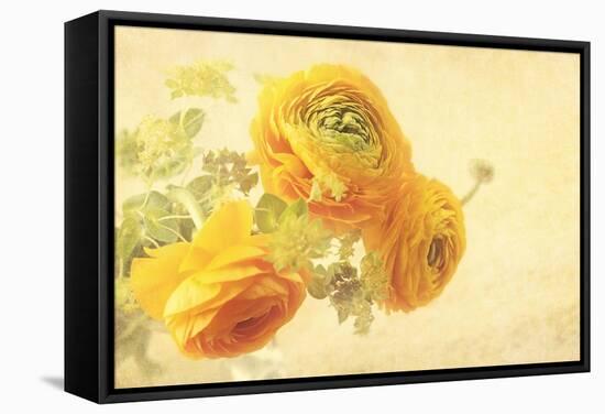 Ranunculus Flowers on Yellow Background-egal-Framed Stretched Canvas