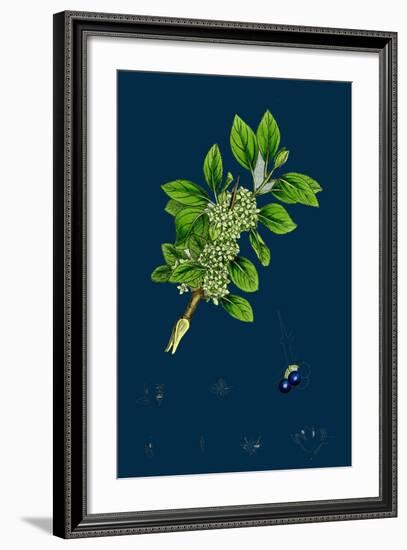 Ranunculus Heterophyllus; Various Leaved Water-Crowfoot-null-Framed Giclee Print