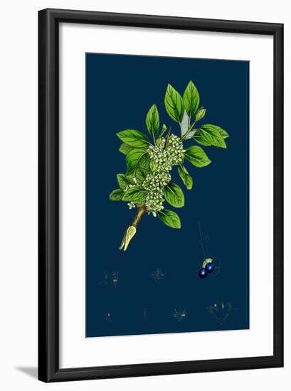 Ranunculus Heterophyllus; Various Leaved Water-Crowfoot-null-Framed Giclee Print