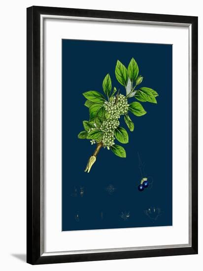 Ranunculus Heterophyllus; Various Leaved Water-Crowfoot-null-Framed Giclee Print