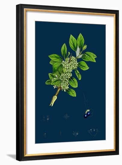 Ranunculus Heterophyllus; Various Leaved Water-Crowfoot-null-Framed Giclee Print