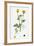 Ranunculus Hirsutus Hairy Crowfoot-null-Framed Giclee Print