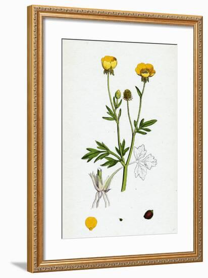 Ranunculus Hirsutus Hairy Crowfoot-null-Framed Giclee Print