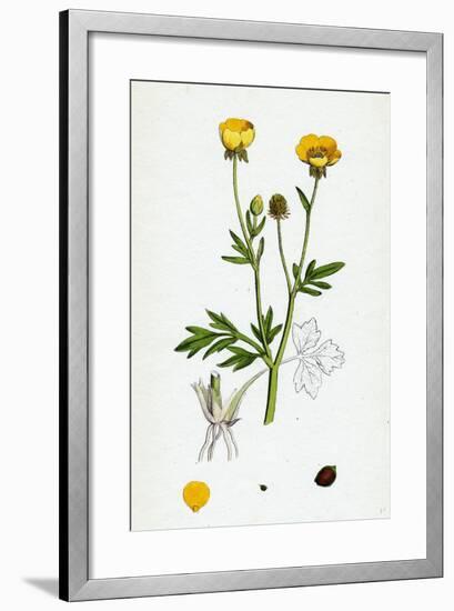 Ranunculus Hirsutus Hairy Crowfoot-null-Framed Giclee Print