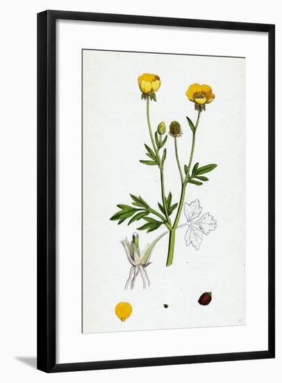 Ranunculus Hirsutus Hairy Crowfoot-null-Framed Giclee Print