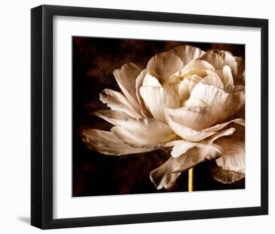 Ranunculus I-Christine Zalewski-Framed Art Print