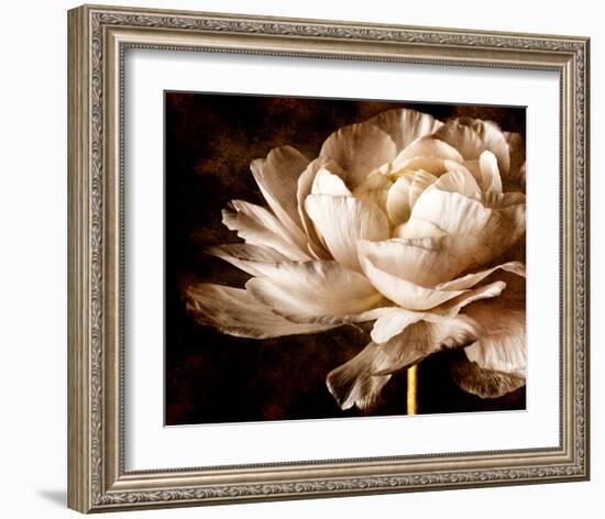 Ranunculus I-Christine Zalewski-Framed Art Print