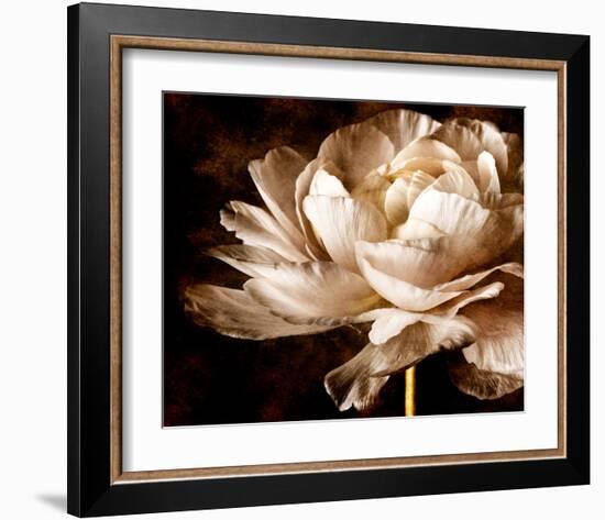 Ranunculus I-Christine Zalewski-Framed Art Print