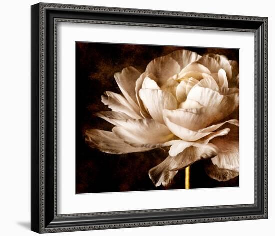 Ranunculus I-Christine Zalewski-Framed Art Print