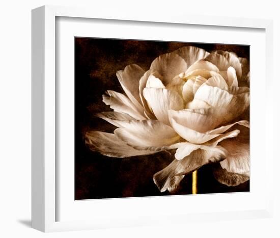 Ranunculus I-Christine Zalewski-Framed Art Print