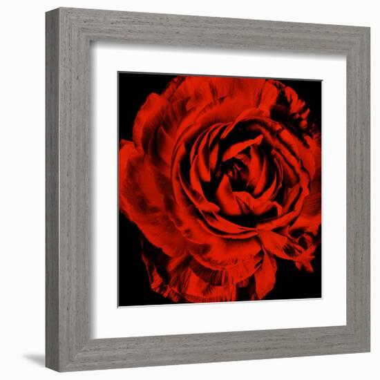 Ranunculus II-Christine Zalewski-Framed Art Print