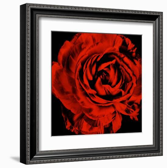 Ranunculus II-Christine Zalewski-Framed Art Print