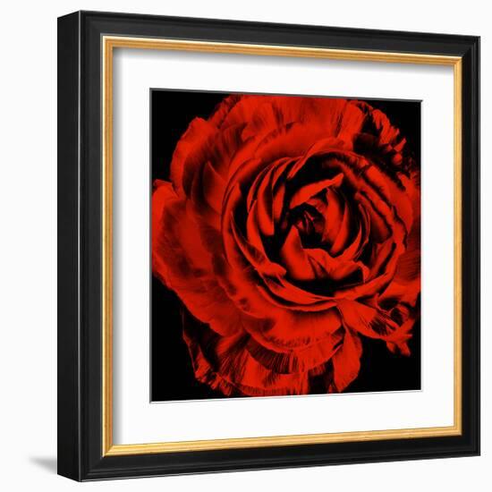 Ranunculus II-Christine Zalewski-Framed Art Print