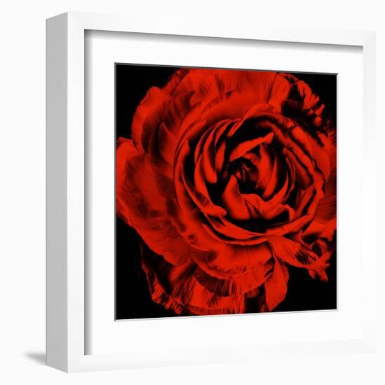 Ranunculus II-Christine Zalewski-Framed Art Print