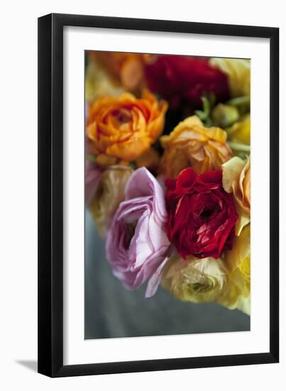 Ranunculus II-Karyn Millet-Framed Photographic Print