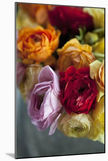 Ranunculus II-Karyn Millet-Mounted Photographic Print