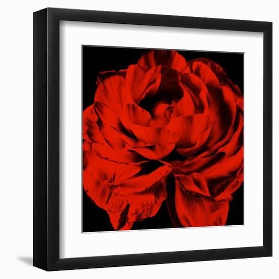 Ranunculus III-Christine Zalewski-Framed Art Print