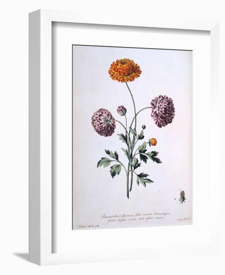 Ranunculus, Illustration from 'The British Herbalist', 1769-John Edwards-Framed Giclee Print