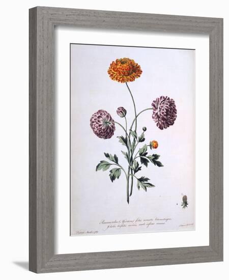 Ranunculus, Illustration from 'The British Herbalist', 1769-John Edwards-Framed Giclee Print