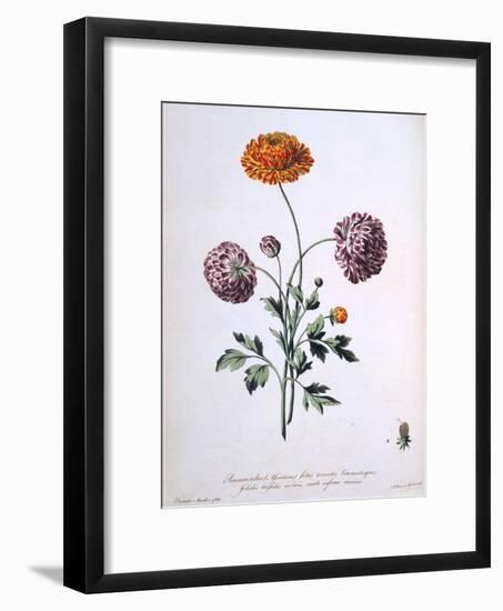 Ranunculus, Illustration from 'The British Herbalist', 1769-John Edwards-Framed Giclee Print