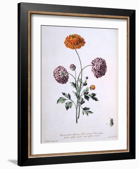 Ranunculus, Illustration from 'The British Herbalist', 1769-John Edwards-Framed Giclee Print