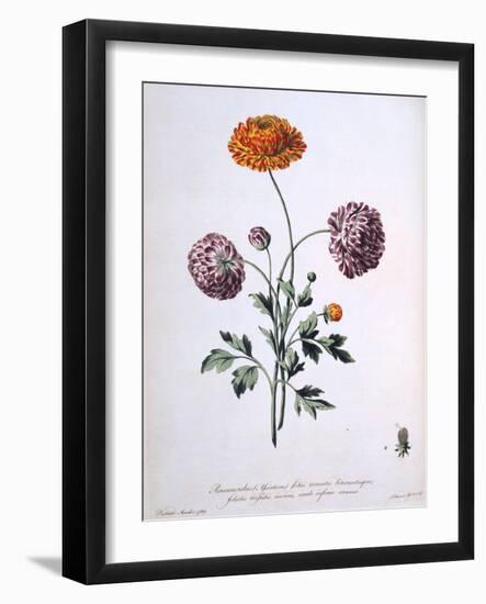 Ranunculus, Illustration from 'The British Herbalist', 1769-John Edwards-Framed Giclee Print