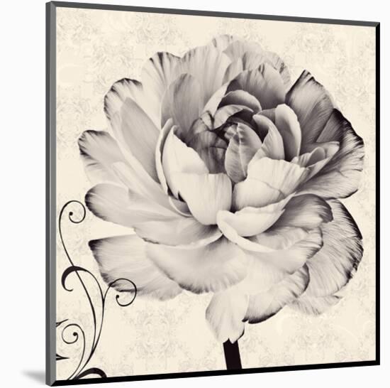 Ranunculus IV-Christine Zalewski-Mounted Art Print