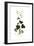 Ranunculus lanuginosus, Flora Graeca-Ferdinand Bauer-Framed Giclee Print