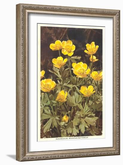 Ranunculus, Mountain Buttercup-null-Framed Art Print