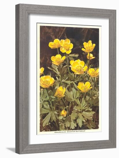 Ranunculus, Mountain Buttercup-null-Framed Art Print