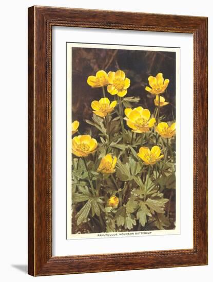 Ranunculus, Mountain Buttercup-null-Framed Art Print