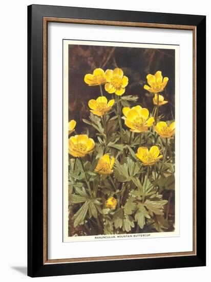 Ranunculus, Mountain Buttercup-null-Framed Art Print