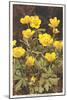 Ranunculus, Mountain Buttercup-null-Mounted Art Print