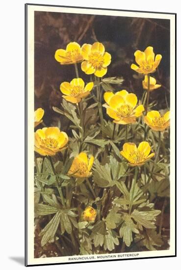 Ranunculus, Mountain Buttercup-null-Mounted Art Print