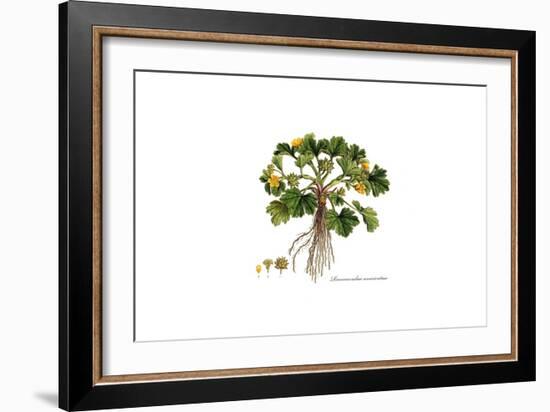 Ranunculus Muricatus, Flora Graeca-Ferdinand Bauer-Framed Giclee Print