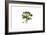 Ranunculus Muricatus, Flora Graeca-Ferdinand Bauer-Framed Giclee Print