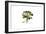 Ranunculus Muricatus, Flora Graeca-Ferdinand Bauer-Framed Giclee Print