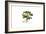 Ranunculus Muricatus, Flora Graeca-Ferdinand Bauer-Framed Giclee Print