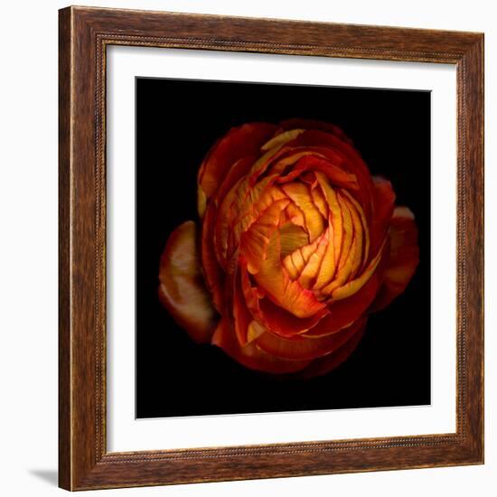 Ranunculus Orange 12-Magda Indigo-Framed Photographic Print