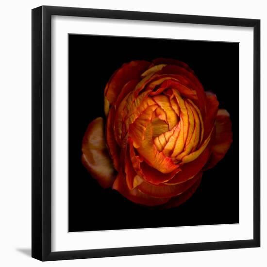 Ranunculus Orange 12-Magda Indigo-Framed Photographic Print